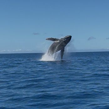Adventure X Boat Tours - Humpback whale - Boat Tours Near Me - Waimea, Hawaii Adventure X Boat Tours - Humpback whale - Boat Tours Near Me - Waimea, Hawaii