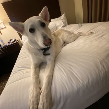 Best Western Westminster Inn - No dogs allowed. We broke the rules - Hotels Near Me - Westminster, California Best Western Westminster Inn - No dogs allowed. We broke the rules - Hotels Near Me - Westminster, California
