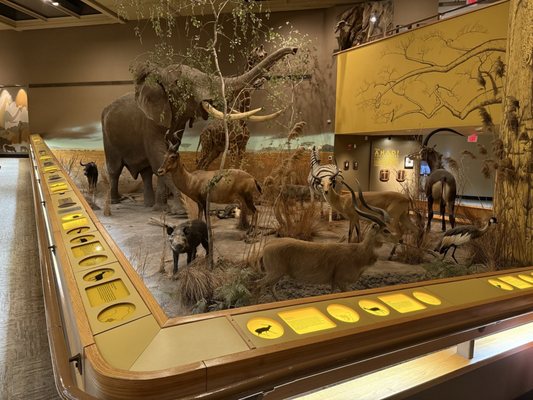 Springfield Museums by null