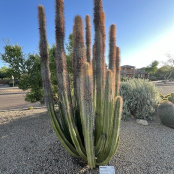 Fountain Park - Beautiful Cacti - Parks Near Me - Fountain Hills, Arizona Fountain Park - Beautiful Cacti - Parks Near Me - Fountain Hills, Arizona
