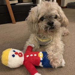 Green Hill Veterinary Care - Pip