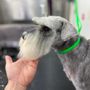 Photo of Bluey Pet Grooming