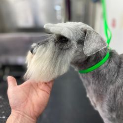 Bluey Pet Grooming