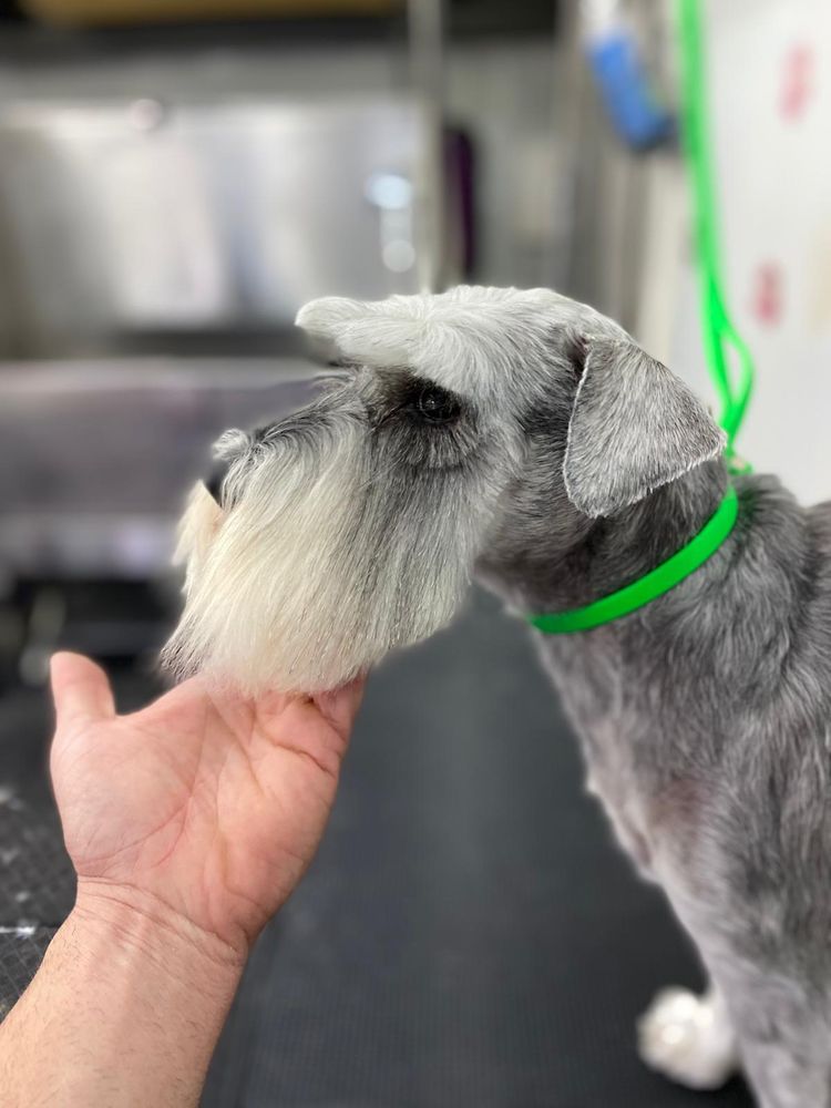 Cool Review About Dog Grooming Georgetown Tx