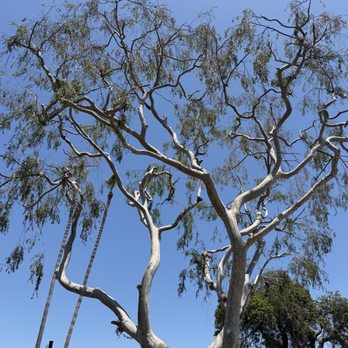Cisnero's Tree Care - One big tree and two palm trees! - Tree Services Near Me Cisnero's Tree Care - One big tree and two palm trees! - Tree Services Near Me