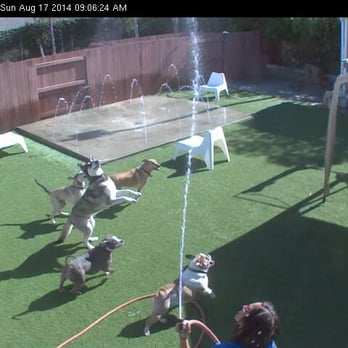 The Pet Set - Gazebo Cam view of water fun! - Pet Sitting Near Me - Long Beach, California The Pet Set - Gazebo Cam view of water fun! - Pet Sitting Near Me - Long Beach, California