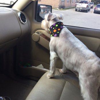 Classy Canine Grooming By Sole - Pet Groomers Near Me - baytown, Texas