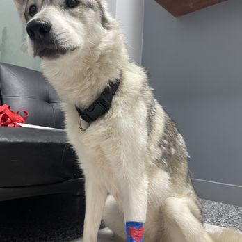 911 Vet Care - Veterinarians Near Me - Lancaster, California 911 Vet Care - Veterinarians Near Me - Lancaster, California