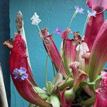 The Chlorophyll Corner - Pitcher Plants - Local Fish Stores Near Me - Mesa, Arizona