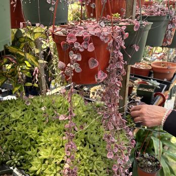 Aeonian Verde Nursery - Nurseries & Gardening Near Me - Bell Gardens, California