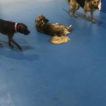 TK-9 Academy - Pet Training Near Me - Elkridge, Maryland