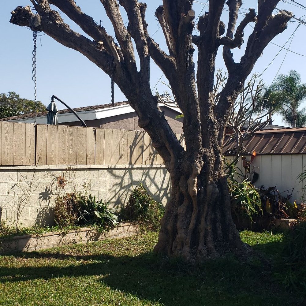 Top Unit Tree Service - 2/20/25 - Tree Services Near Me - Norwalk, California Top Unit Tree Service - 2/20/25 - Tree Services Near Me - Norwalk, California