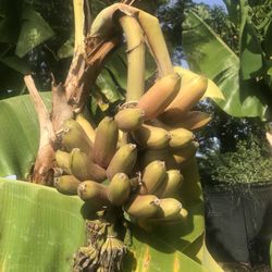 Ready-to-Grow Gardens - Bananas