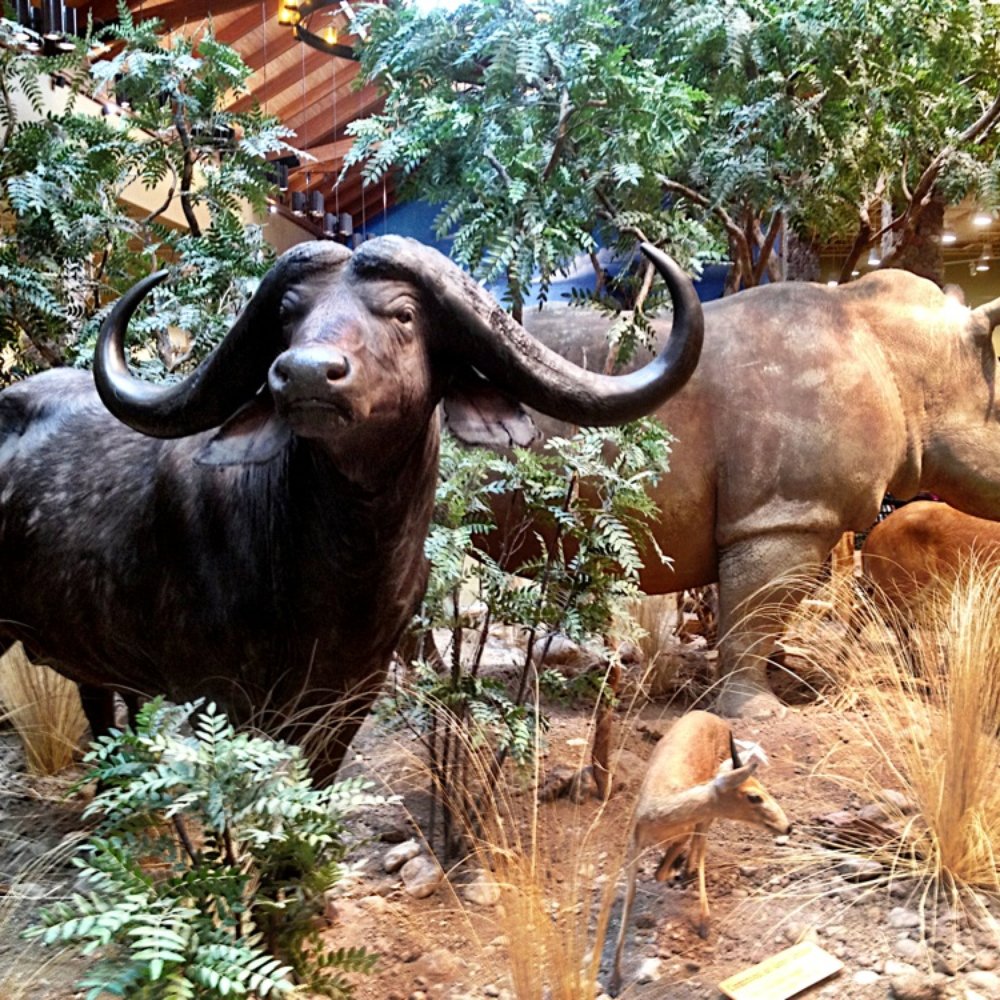 Cabela's - That's Bullsh*t - Guns & Ammo Near Me - Verdi, Nevada