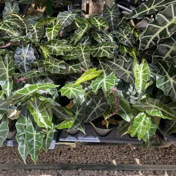 Rainbow Gardens - Indoor plant section - Nurseries & Gardening Near Me - San Antonio, Texas