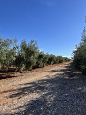 Hotel Cortijo del Marqués by null