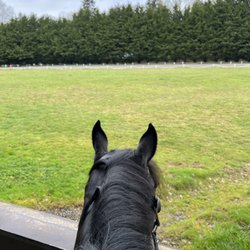 Topline Equestrian Centre - My horse looking out from the covered arena to the outdoor arena across the field.