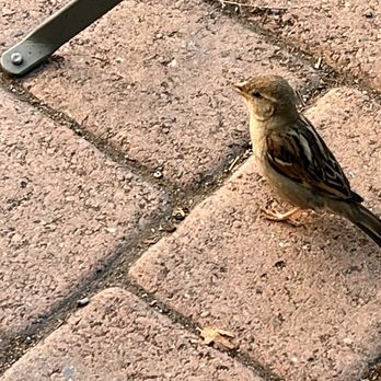 Cafe des Chutes - Bird on the patio - Coffee & Tea Near Me - Bend, Oregon