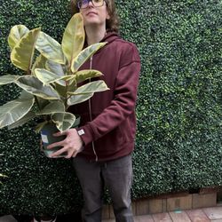 KC Plants & More