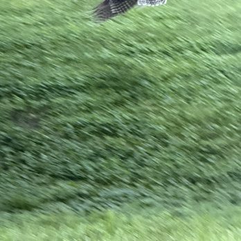 Patapsco State Park - Avalon Area - Spotted a Cooper's Hawk for you Bird lovers! - Parks Near Me - Halethorpe, Maryland Patapsco State Park - Avalon Area - Spotted a Cooper's Hawk for you Bird lovers! - Parks Near Me - Halethorpe, Maryland