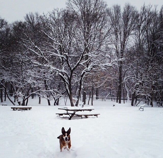 LAKE OF THE ISLES DOG PARK Updated October 2024 10 Photos & 34