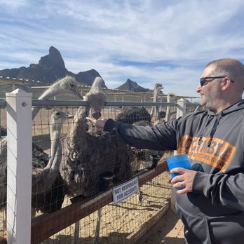 Rooster Cogburn Ostrich Ranch - Petting Zoos Near Me - Picacho, Arizona