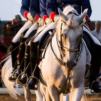 Tempel Lipizzans - The Quadrille: precision - Horse Boarding Near Me - Old Mill Creek, Illinois Tempel Lipizzans - The Quadrille: precision - Horse Boarding Near Me - Old Mill Creek, Illinois