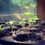 Photo of Those Plant Guys