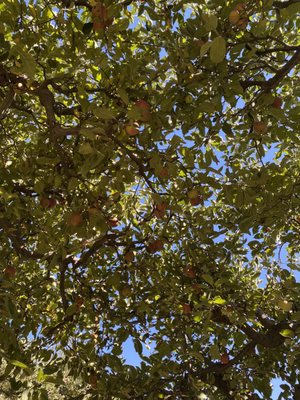 Stone Soup Farm & Heritage Orchard by null