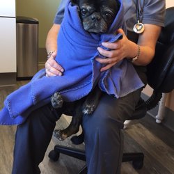 Ivan Animal Hospital - My sweet old pug getting a nail trim. Blanket for comfort & distraction. First time my fur baby wasnt fighting. She hates nail trims.