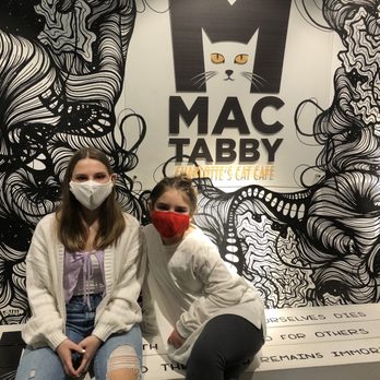Mac Tabby Cat Cafe - Themed Cafes Near Me - Charlotte, North Carolina