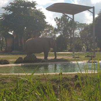 Zoo Miami - Enjoy the elephants - Zoos Near Me - Miami, Florida Zoo Miami - Enjoy the elephants - Zoos Near Me - Miami, Florida