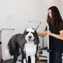 Sparkle Grooming