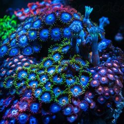 Fish & Coral Paradise