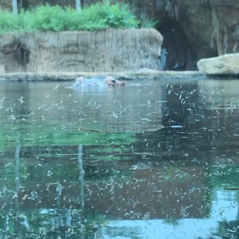 Memphis Zoo - Zoos Near Me - Memphis, Tennessee Memphis Zoo - Zoos Near Me - Memphis, Tennessee