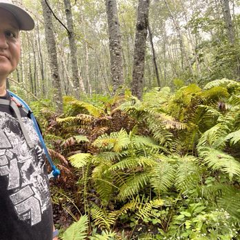 Beech Hill Preserve - Giant ferns - Hiking Near Me - Rockport, Maine
