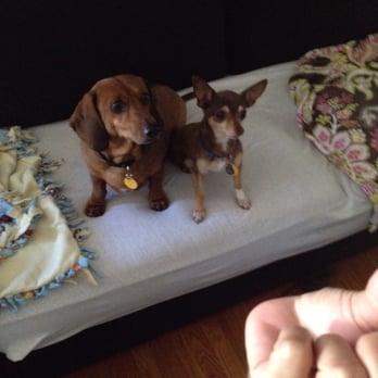 Happy Tails to You - Dog Walkers Near Me Happy Tails to You - Dog Walkers Near Me