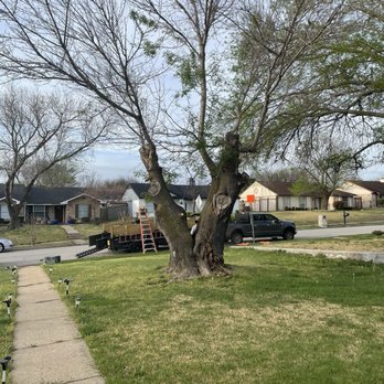 Herbst Tree Service - Tree Services Near Me - Wylie, Texas Herbst Tree Service - Tree Services Near Me - Wylie, Texas