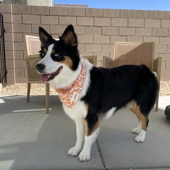 Well Groomed Pets - Pet Groomers Near Me - Las Vegas, Nevada Well Groomed Pets - Pet Groomers Near Me - Las Vegas, Nevada