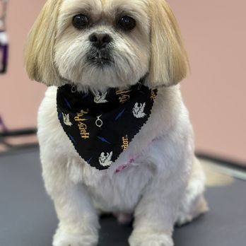 Tamed Tailz - Pet Groomers Near Me - Stockbridge, Georgia