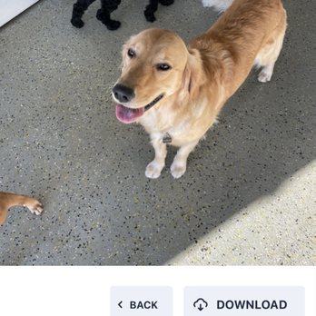 Playful Pack - Pet Boarding Near Me - Alexandria, Virginia