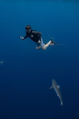 One Ocean Diving by null