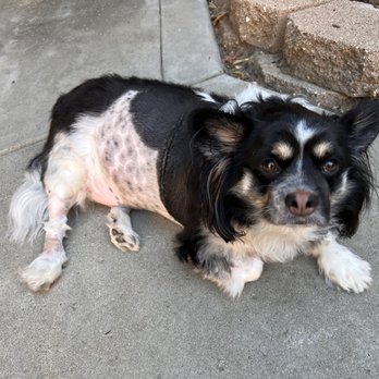 SAGE Veterinary Centers - Concord - Auguste - Veterinarians Near Me - Concord, California SAGE Veterinary Centers - Concord - Auguste - Veterinarians Near Me - Concord, California
