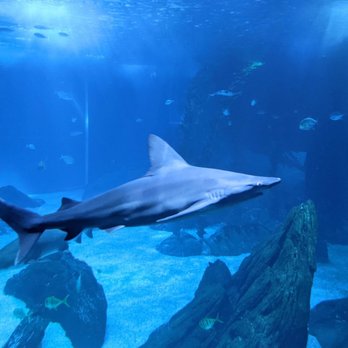 Oceanário de Lisboa - 09/10/21 - Aquariums Near Me - Lisbon, 11 Oceanário de Lisboa - 09/10/21 - Aquariums Near Me - Lisbon, 11