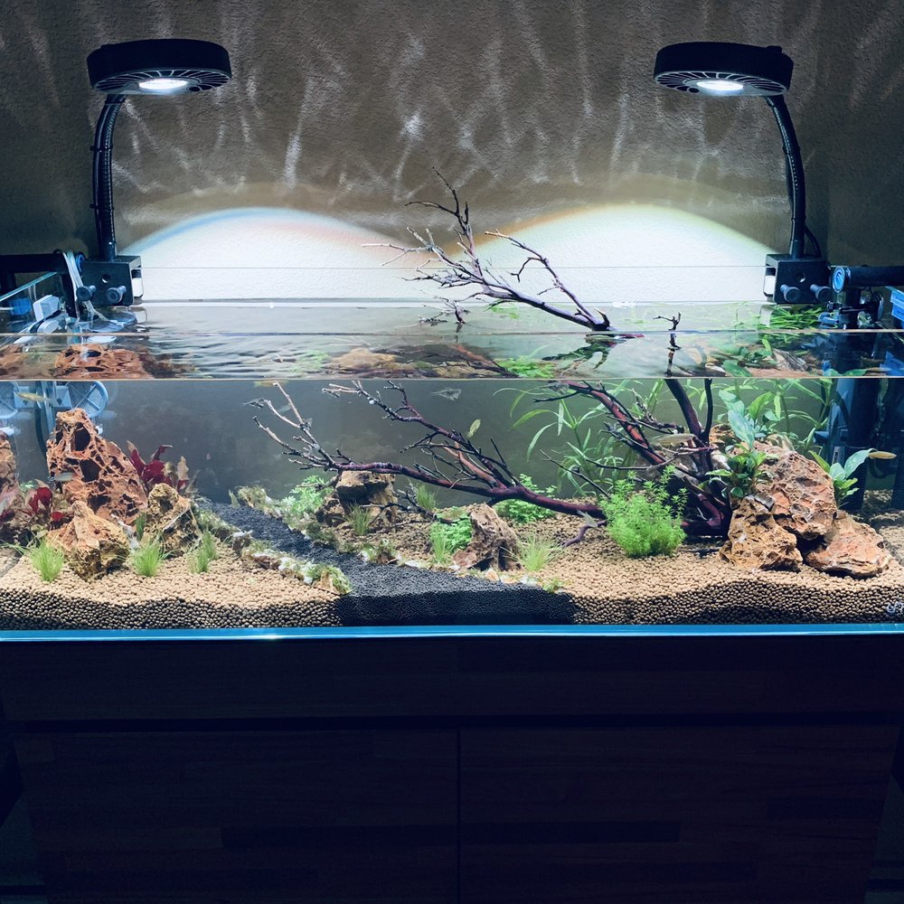 Tiny Aquatics - Local Fish Stores Near Me - Round Rock, Texas Tiny Aquatics - Local Fish Stores Near Me - Round Rock, Texas