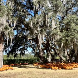 Sweetfields Farm - This photo does not do it justice for the beauty of this farm.