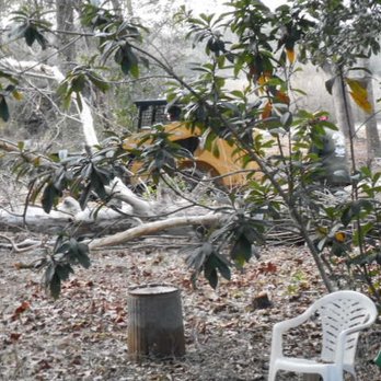 Trees and More of Northwest Florida- Fanberg Brothers - Sycamore on the ground - Tree Services Near Me - Milton, Florida Trees and More of Northwest Florida- Fanberg Brothers - Sycamore on the ground - Tree Services Near Me - Milton, Florida