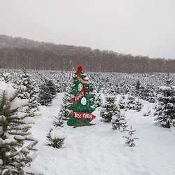 Purinton Family Tree Farm