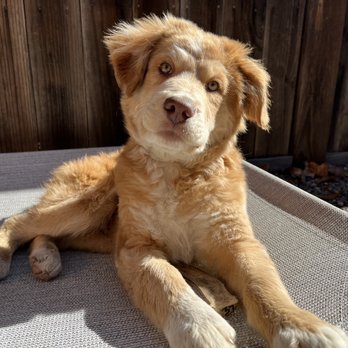 Rooted Dog Training - Pet Training Near Me