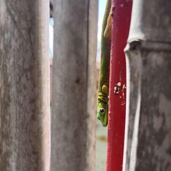 Big Island Bees - Cute native gecko--they were everywhere!! - Honey Near Me - Captain Cook, Hawaii Big Island Bees - Cute native gecko--they were everywhere!! - Honey Near Me - Captain Cook, Hawaii